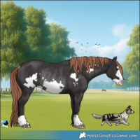 Horse Color:Liver Chestnut Frame Rabicano 