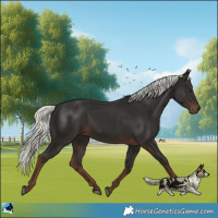 Horse Color:Liver Chestnut Mushroom Rabicano 