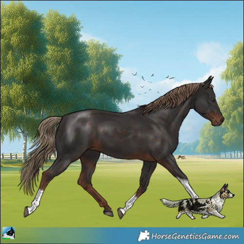 Horse Color:Liver Chestnut Tobiano Rabicano 