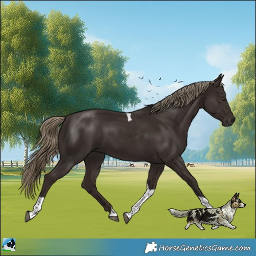 Horse Color:Liver Chestnut Tobiano Rabicano 