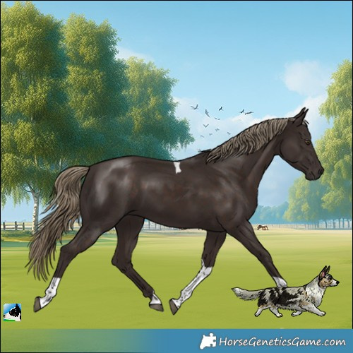 Horse Color:Liver Chestnut Tobiano Rabicano 