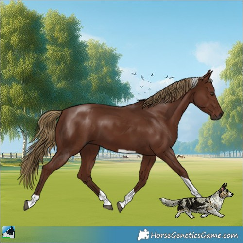 Horse Color:Gray Chestnut Tobiano 