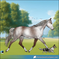 Horse Color:Gray Chestnut Tobiano