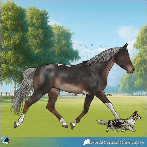 Horse Color:Liver Chestnut Mushroom Tobiano