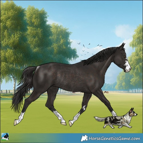 Horse Color:Liver Chestnut Rabicano 