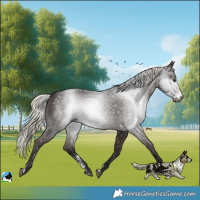 Horse Color:Gray Liver Chestnut Mushroom Sabino Rabicano 
