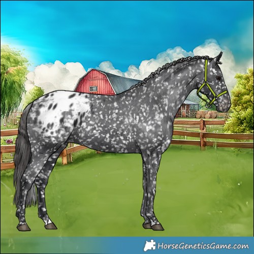 Horse Color:Black Appaloosa 