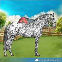 Horse Color:Black Blanket 