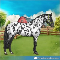 Horse Color:Black Appaloosa 