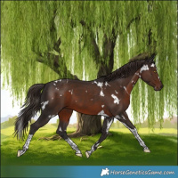 Horse Color:White Spotted Liver Chestnut Tobiano 