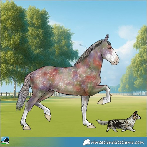Horse Color:Nacre Chocolate Silver Brown Sabino Rabicano 