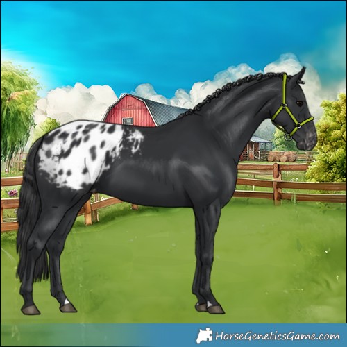 Horse Color:Black Appaloosa 