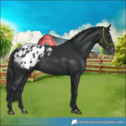 Horse Color:Black Blanket