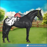 Horse Color:Black Appaloosa