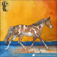 Horse Color:White Spotted Chocolate Palomino 