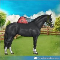 Horse Color:Black 