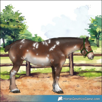 Horse Color:White Spotted Liver Chestnut Tobiano Rabicano 