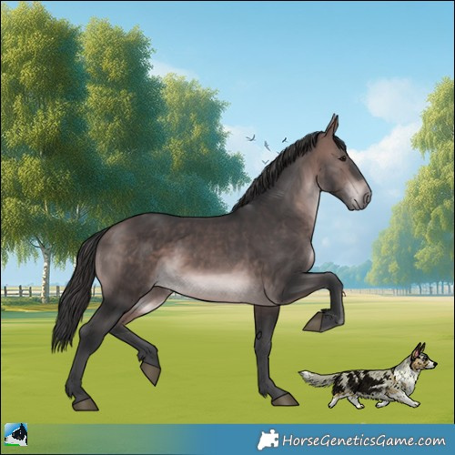 Horse Color:Platinum Bay Rabicano 