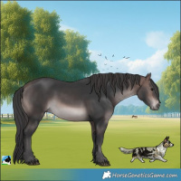 Horse Color:Platinum Bay Rabicano 