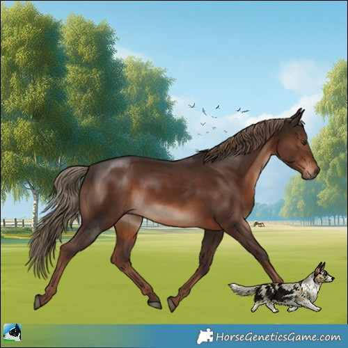 Horse Color:Liver Chestnut Rabicano 