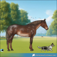 Horse Color:Liver Chestnut Rabicano 