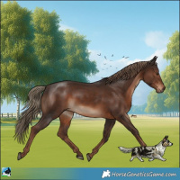 Horse Color:Liver Chestnut Rabicano