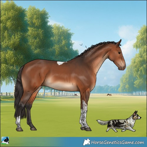 Horse Color:Bay Tobiano Rabicano