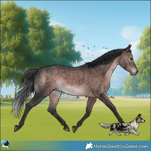 Horse Color:Platinum Brown Rabicano 