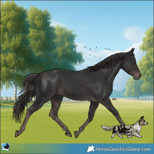 Horse Color:Platinum Liver Chestnut Rabicano