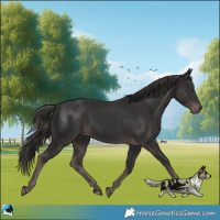 Horse Color:Platinum Liver Chestnut Rabicano 