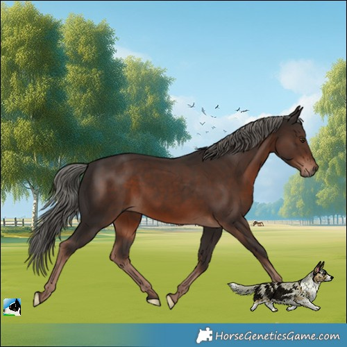 Horse Color:Liver Chestnut Mushroom 