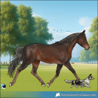 Horse Color:Liver Chestnut Mushroom 