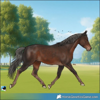 Horse Color:Liver Chestnut Mushroom