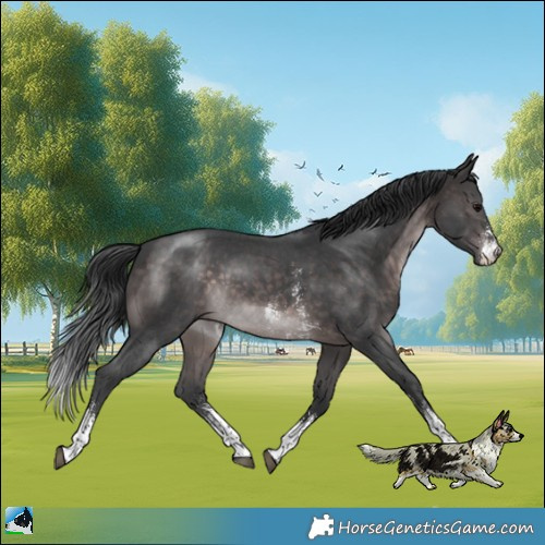 Horse Color:Platinum Brown Sabino 