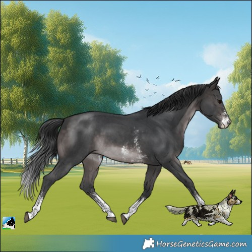 Horse Color:Platinum Brown Sabino 