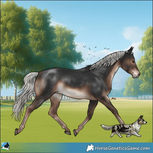 Horse Color:Liver Chestnut Mushroom Rabicano 