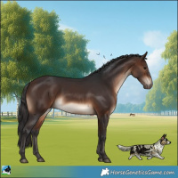 Horse Color:Brown Rabicano