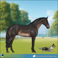 Horse Color:Brown Rabicano 