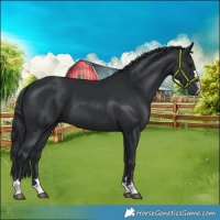 Horse Color:Black 