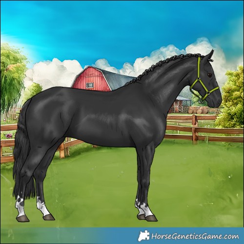 Horse Color:Black 