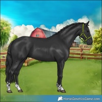 Horse Color:Black 