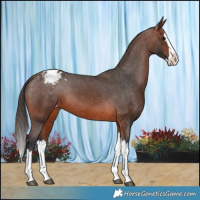 Horse Color:Brown Splash Appaloosa 