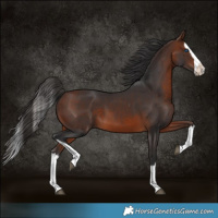 Horse Color:Bay Splash 