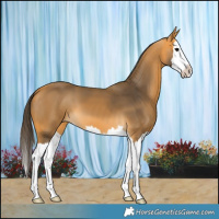 Horse Color:Buckskin Splash 