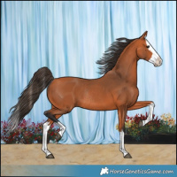 Horse Color:Bay Splash Rabicano