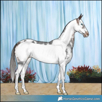 Horse Color:Bay Sabino Splash Frame Appaloosa 
