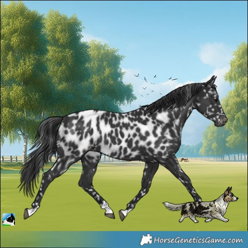 Horse Color:Black Near Leopard Rabicano