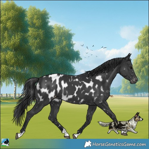 Horse Color:Black Appaloosa Rabicano