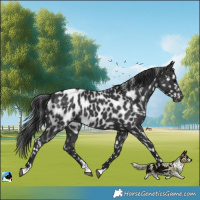 Horse Color:Black Near Leopard Rabicano