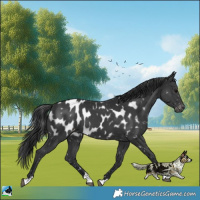 Horse Color:Black Appaloosa Rabicano 